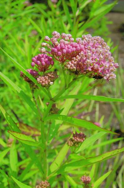 Picture of Asclepias%20incarnata%20%20Swamp%20Milkweed