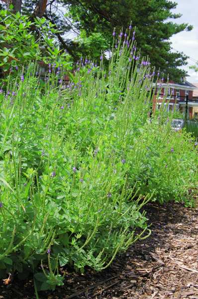 Picture of Verbena stricta  Hoary Vervain