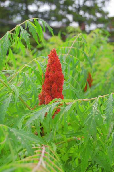 Picture of Rhus typhina  Staghorn Sumac