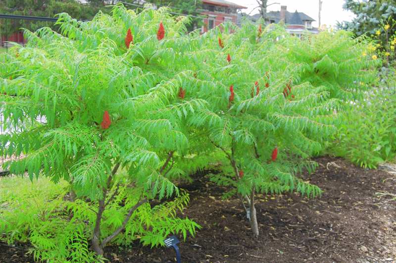 Picture of Rhus typhina  Staghorn Sumac