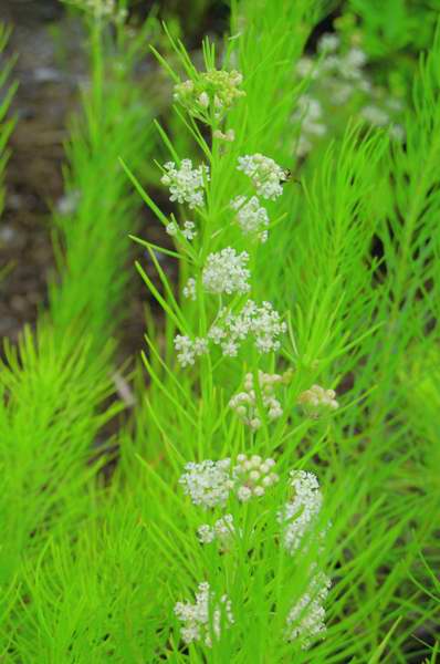 Picture of Amsonia hubrichtii  Arkansas Amsonia