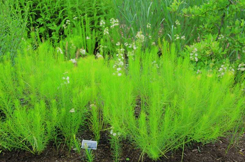 Picture of Amsonia hubrichtii  Arkansas Amsonia