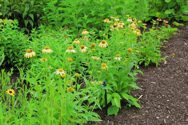 Picture of Echinacea  'Harvest Moon' Big Sky  Harvest Moon Coneflower