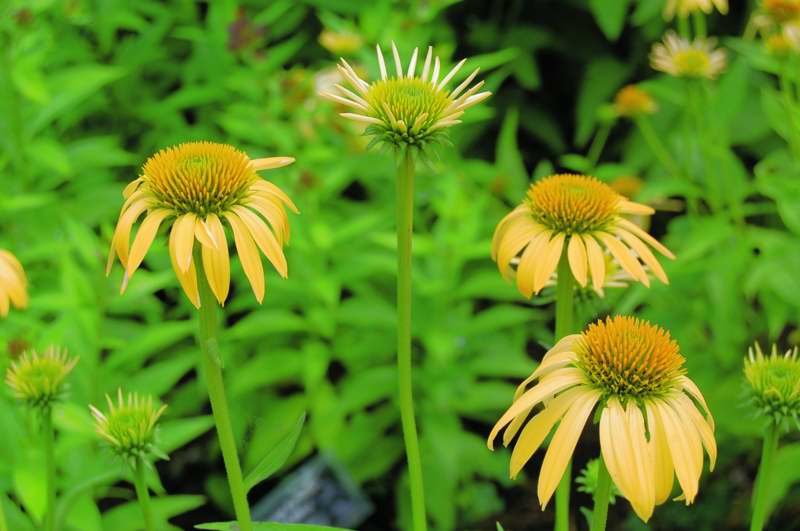 Picture of Echinacea  'Harvest Moon' Big Sky  Harvest Moon Coneflower