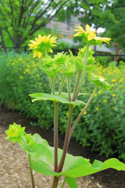 Picture of Silphium perfoliatum  Cup Plant