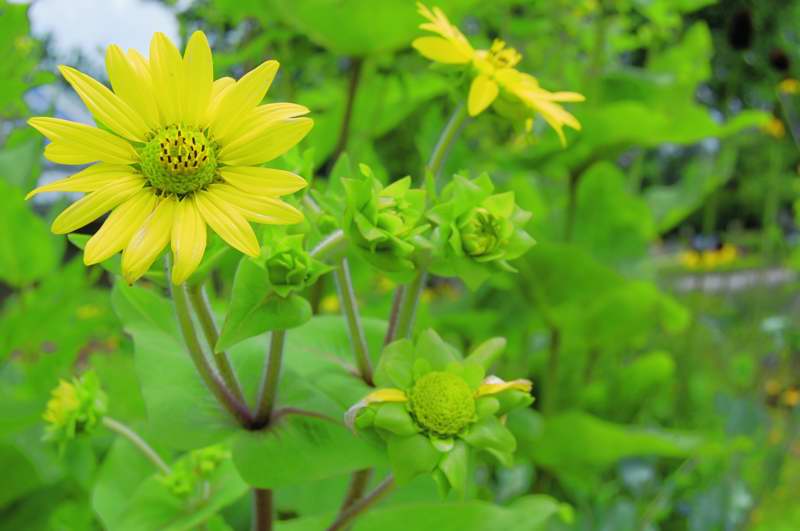 Picture of Silphium perfoliatum  Cup Plant