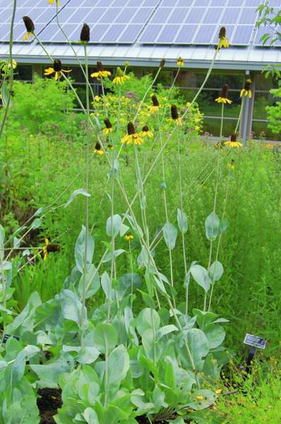 Picture of Rudbeckia maxima  Great Coneflower