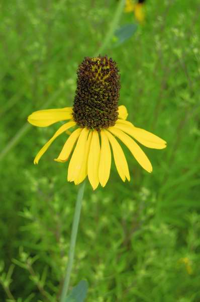 Picture of Rudbeckia maxima  Great Coneflower