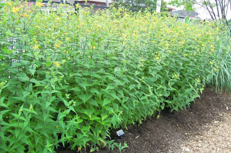 Picture of Helianthus divaricatus  Woodland Sunflower