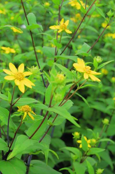 Picture of Helianthus divaricatus  Woodland Sunflower