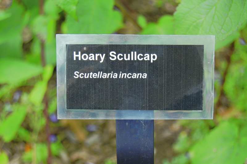 Picture of Hypericum frondosum 'Sunburst' Sunburst St. John's Wort