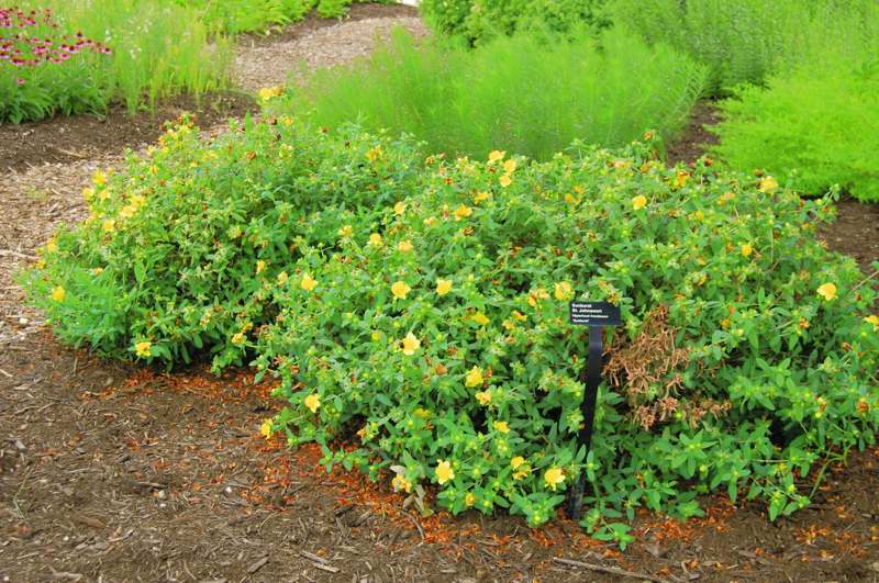 Picture of Hypericum frondosum 'Sunburst' Sunburst St. John's Wort