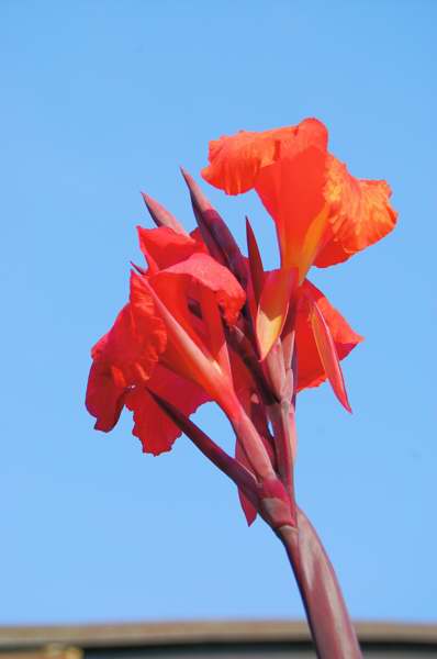 Picture of Canna x generalis 'Australia' Australia Canna