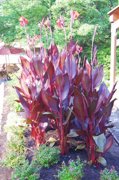 Picture of Canna x generalis 'Australia' Australia Canna