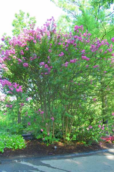 Picture of Lagerstroemia indica x fauriei 'Hopi' Hopi Crape Myrtle