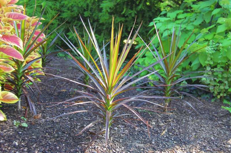 Picture of Dracaena marginata 'Cordylena Bloodstone' Bloodstone Dracena