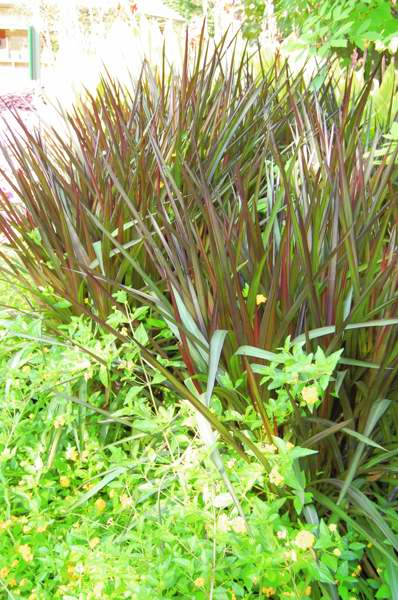 Picture of Pennisetum%20purpureum%20'Princess'%20Princess%20Fountain%20Grass