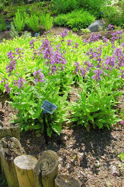 Picture of Penstemon calycosus  Long-Sepal Beardtongue