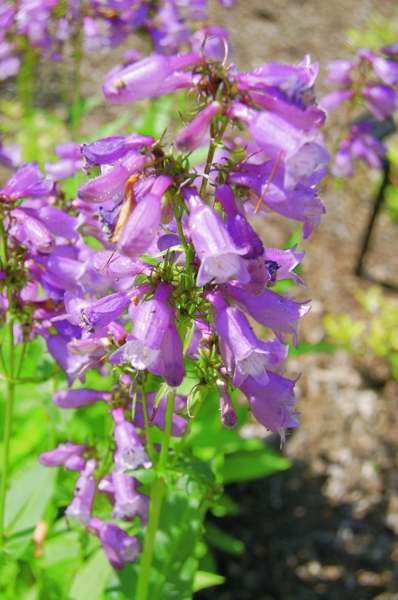 Picture of Penstemon calycosus  Long-Sepal Beardtongue