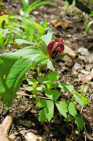 Picture of Trillium sessile  Trillium or Toadshade