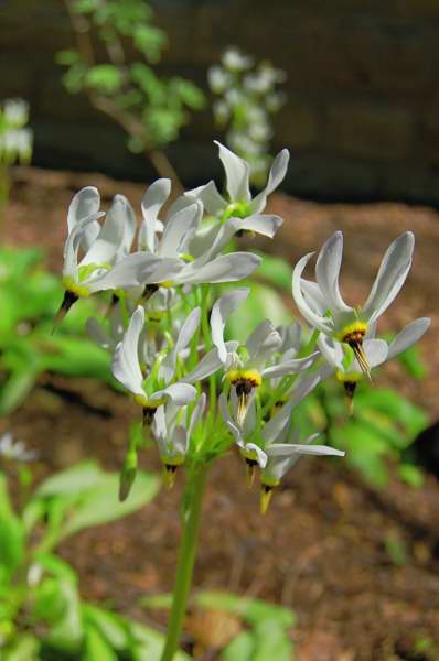 Picture of Dodecatheon meadia  Shooting Star