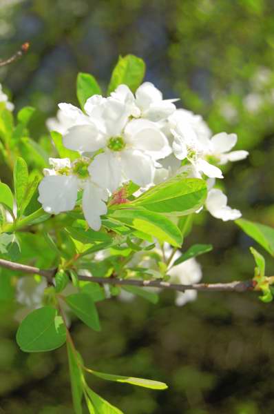 Picture of Exochorda racemosa  Pearlbush