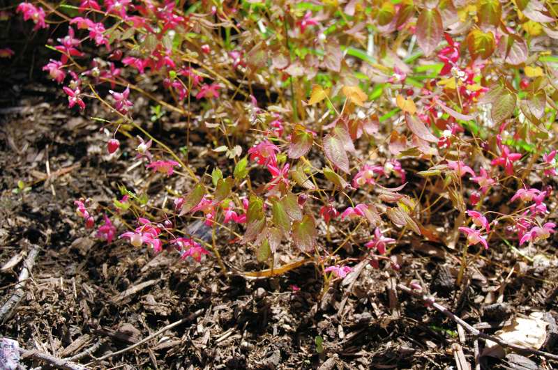 Picture of Epimedium rubrum  Red Bishop's Hat