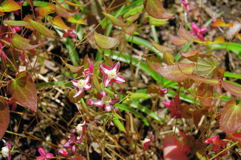 Picture of Epimedium rubrum  Red Bishop's Hat