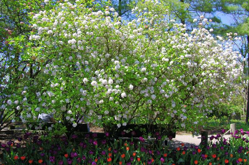 Picture of Viburnum x burkwoodii 'Mohawk' Mohawk Viburnum