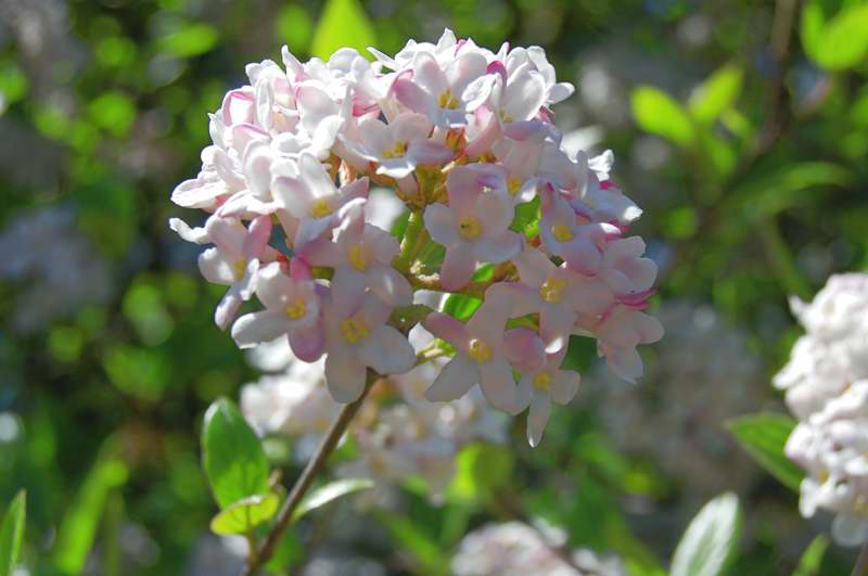 Picture of Viburnum%20x%20burkwoodii%20'Mohawk'%20Mohawk%20Viburnum