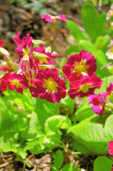 Picture of Primula x polyantha  Polyanthus Primrose