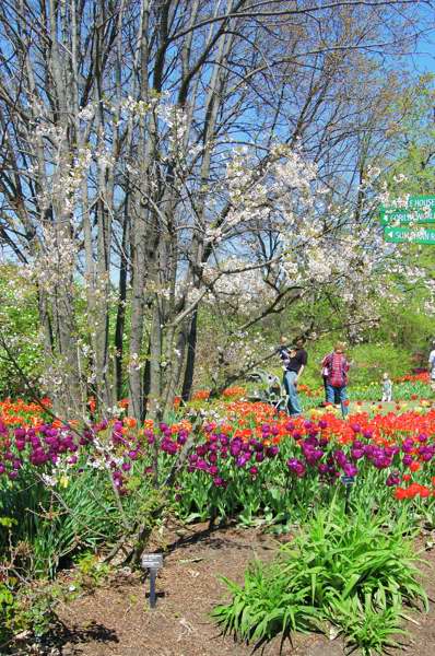 Picture of Prunus%20x%20%EF%BF%BD%EF%BF%BD%EF%BF%BDHally%20Jolivette%EF%BF%BD%EF%BF%BD%EF%BF%BD%20Hally%20Jolivette%20Cherry