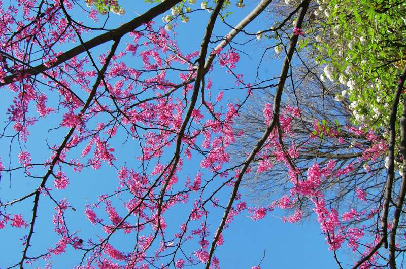 Picture of Cercis canadensis 'Appalachian Red Appalachian Red Redbud