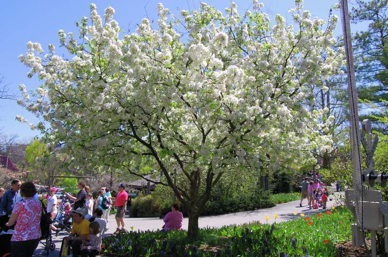 Picture of Malus%20sp.%20'Donald%20Wyman'%20Donald%20Wyman%20Crabapple