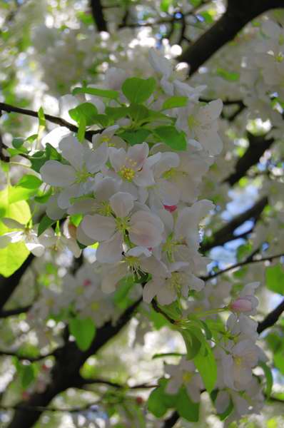 Picture of Malus%20sp.%20'Donald%20Wyman'%20Donald%20Wyman%20Crabapple