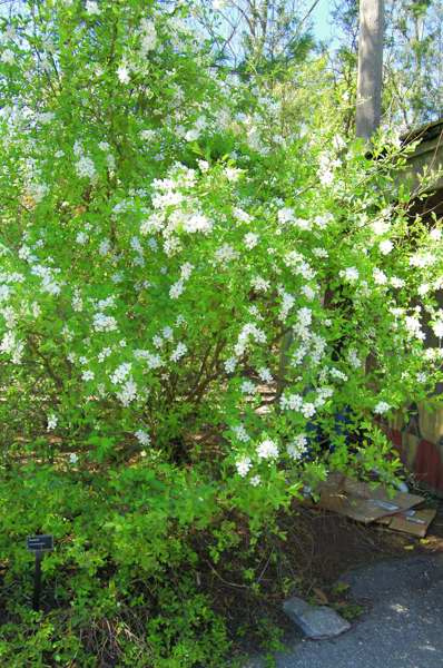 Picture of Exochorda racemosa  Pearlbush