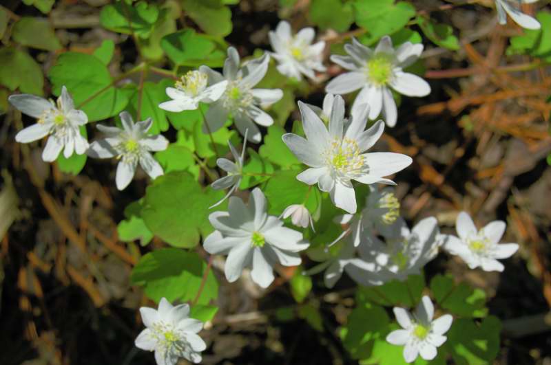 Picture of Hepatica acutiloba  Sharp-lobed Hepatica