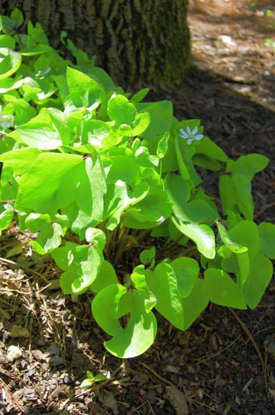 Picture of Hepatica acutiloba  Sharp-lobed Hepatica