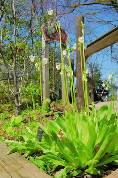 Picture of Dodecatheon meadia  Shooting Star