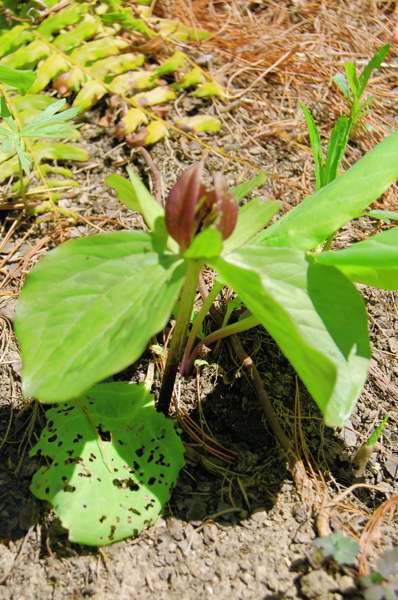 Picture of Trillium%20sessile%20%20Trillium%20or%20Toadshade