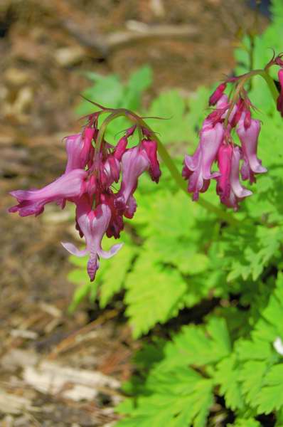 Picture of Dicentra eximia  Fringed Bleeding Heart