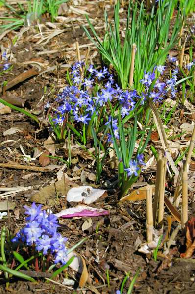 Picture of Chionodoxa luciliae  Glory-of-the-Snow