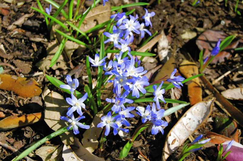 Picture of Chionodoxa luciliae  Glory-of-the-Snow