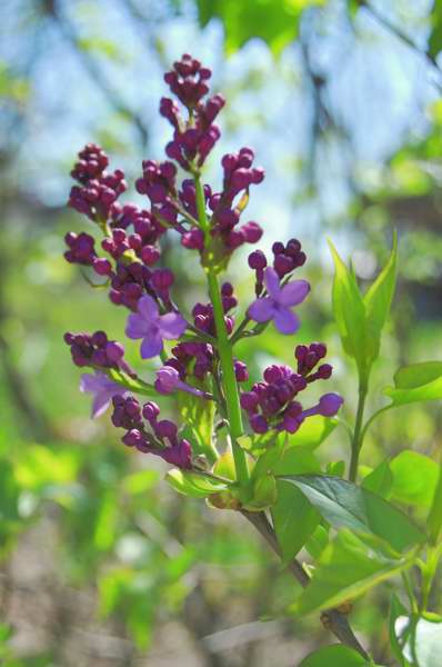 Picture of Syringa x hyacinthiflora 'Assessippi' Assessippi Lilac