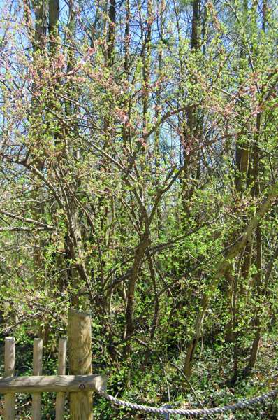 Picture of Prunus tomentosa Nanking Cherry