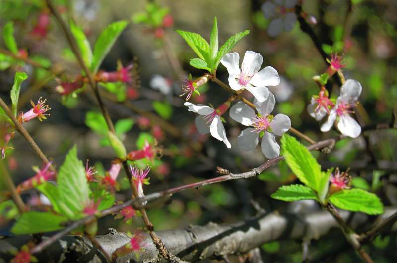 Picture of Prunus tomentosa Nanking Cherry