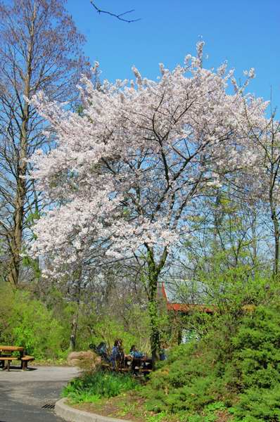 Picture of Prunus x yedoensis 'Akebono' Akebono Cherry