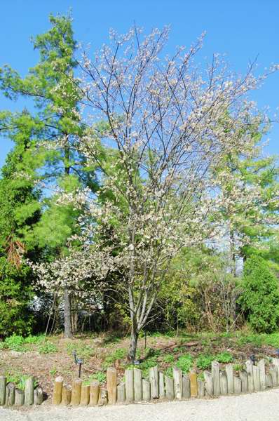 Picture of Amelanchier laevis 'Cumulus' Cumulus Serviceberry