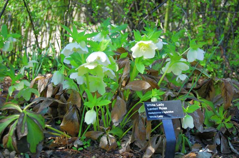 Picture of Helleborus x hybridus 'White Lady' Lenten Rose