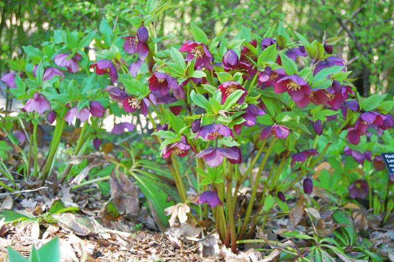 Picture of Helleborus x hybridus 'Red Lady' Red Lady Lenten Rose